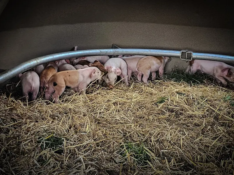 Piglets in the ring