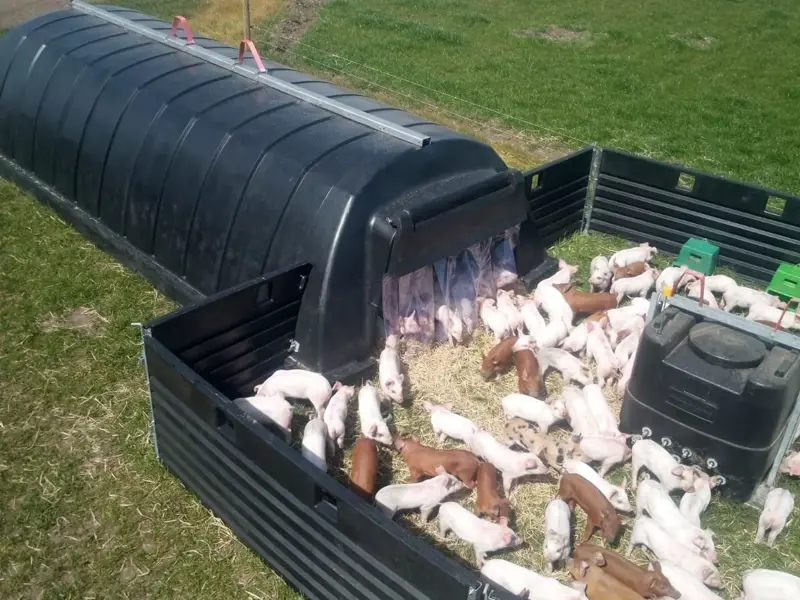 6m Hut in use with our hurdles for smalls