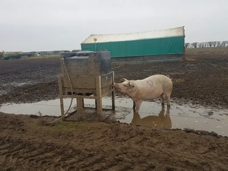 Pig having a drink