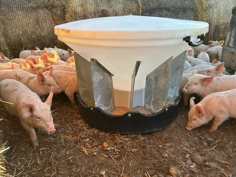 Weaner feeder and piglets