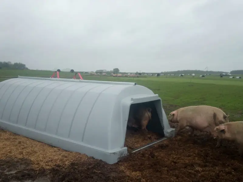 View of hut from outside with pigs