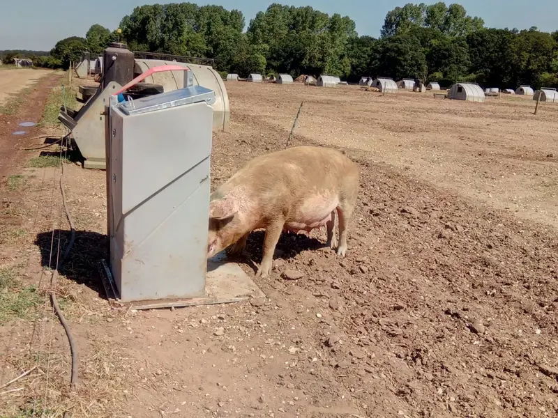 Pig with head in feeder