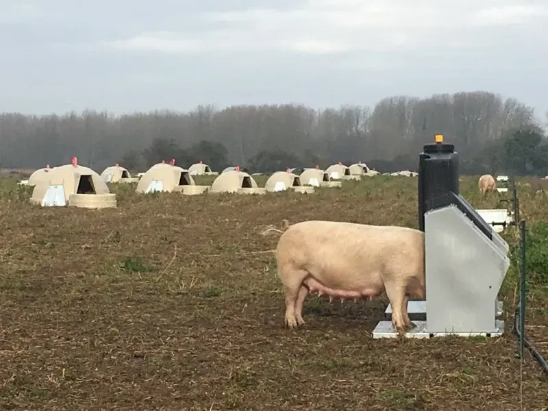 Pig with head in farrow feeder