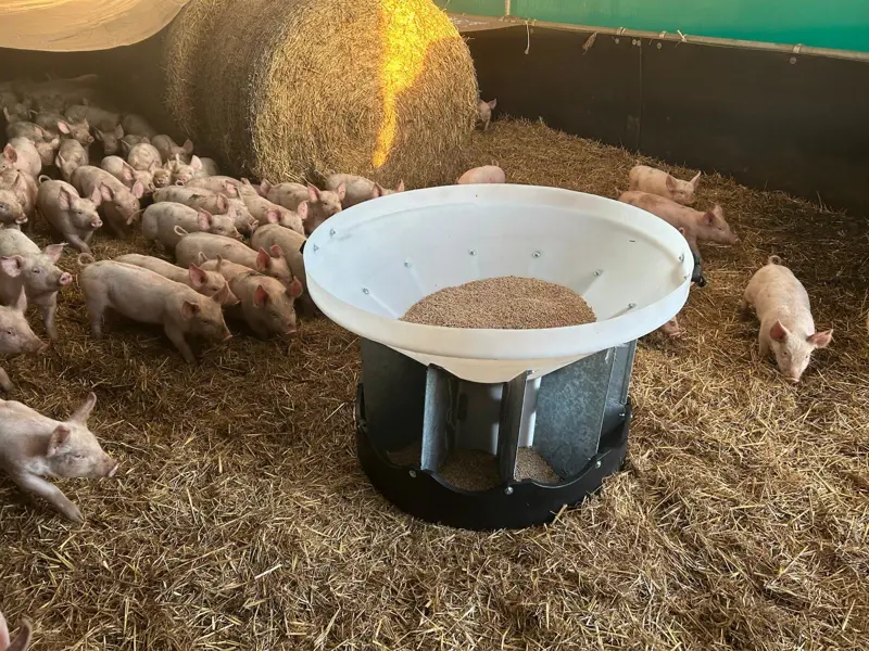 Weaner feeder and piglets