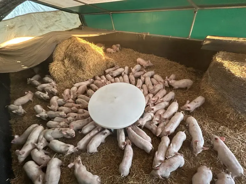 View of feeder and piglets from above