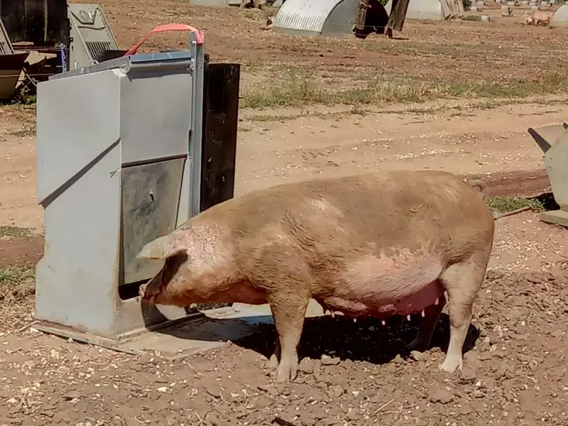 Pig at feeder