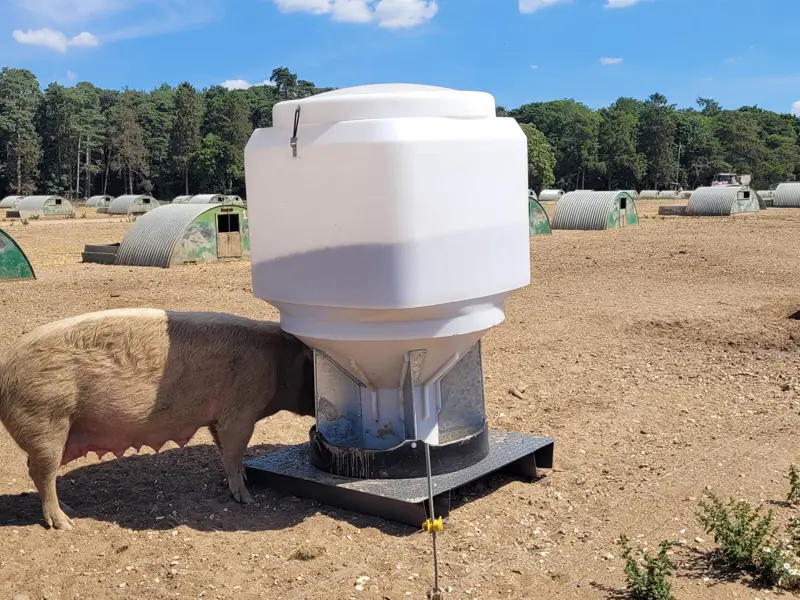 Adlib sow feeder in use