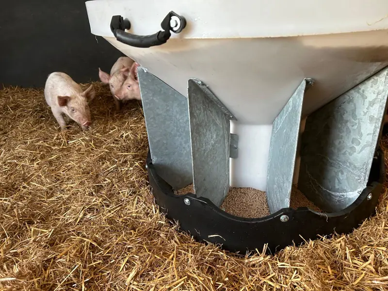 Weaner feeder and 3 piglets