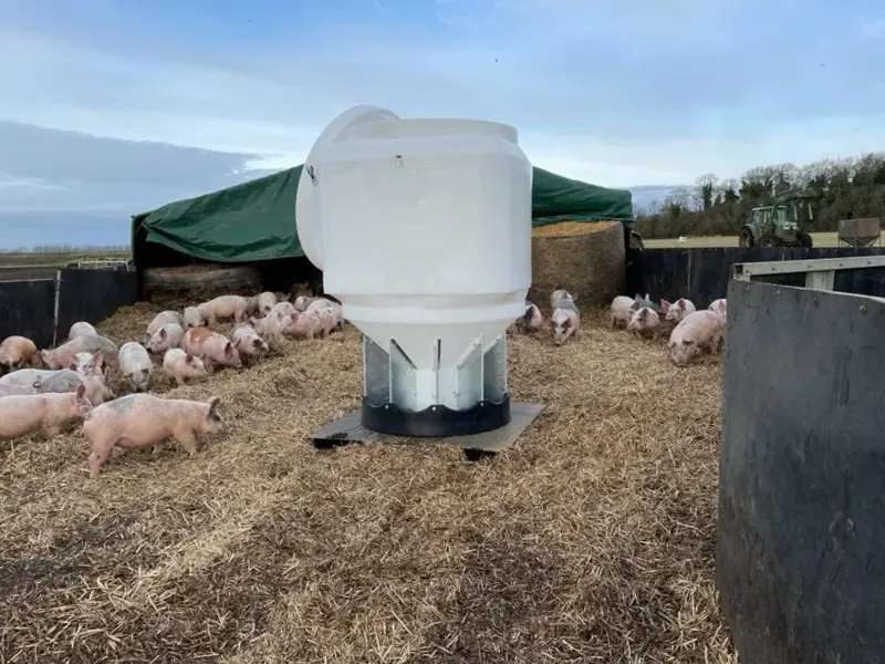 Grower feeder with pigs