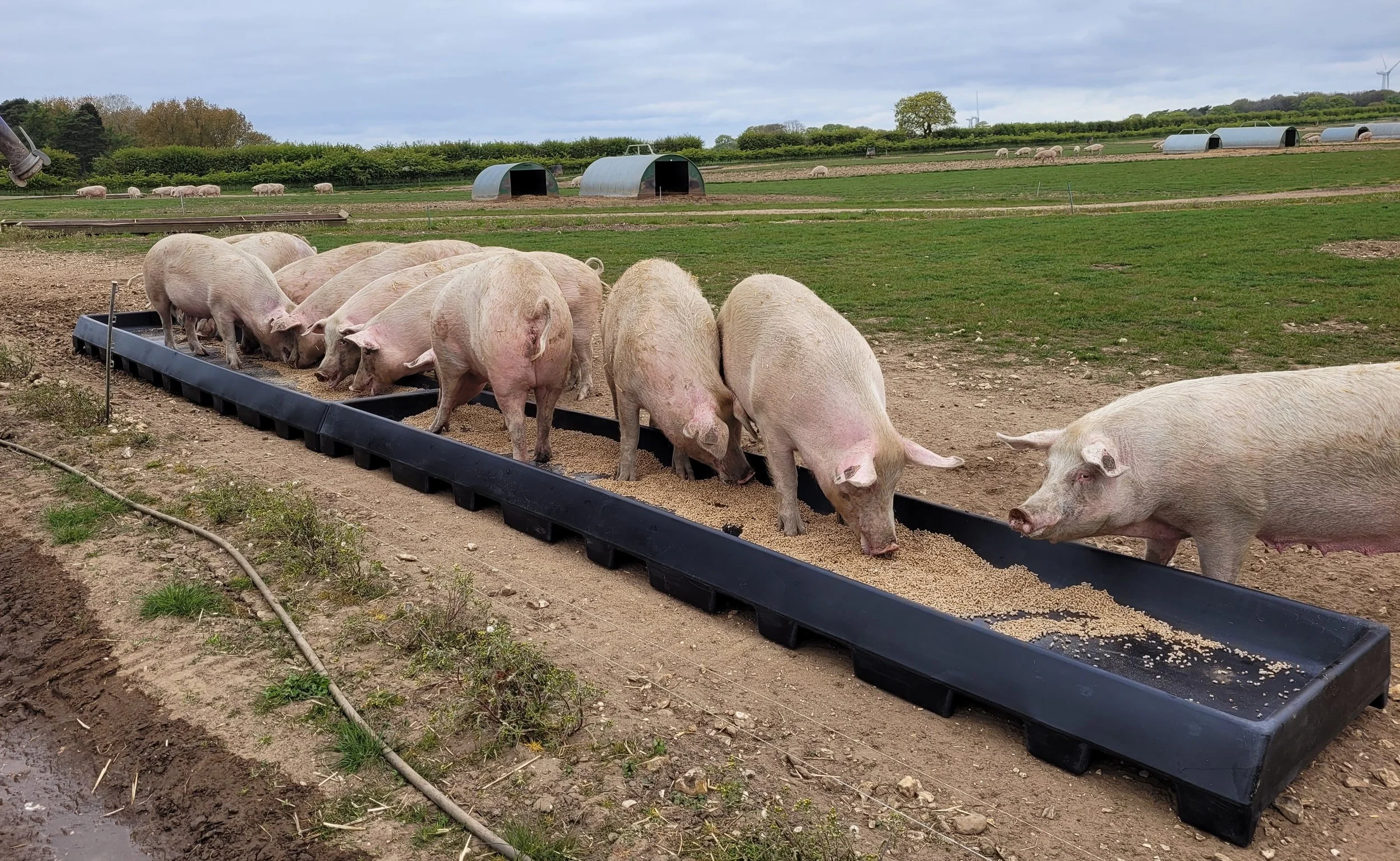 Trough in field with sows - stackable for easy storage and moving.