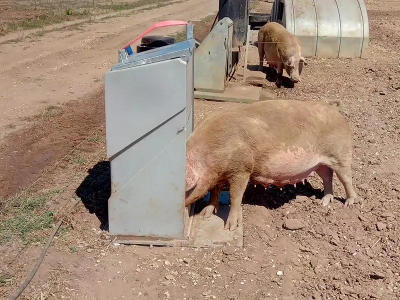 Pig with head in feeder